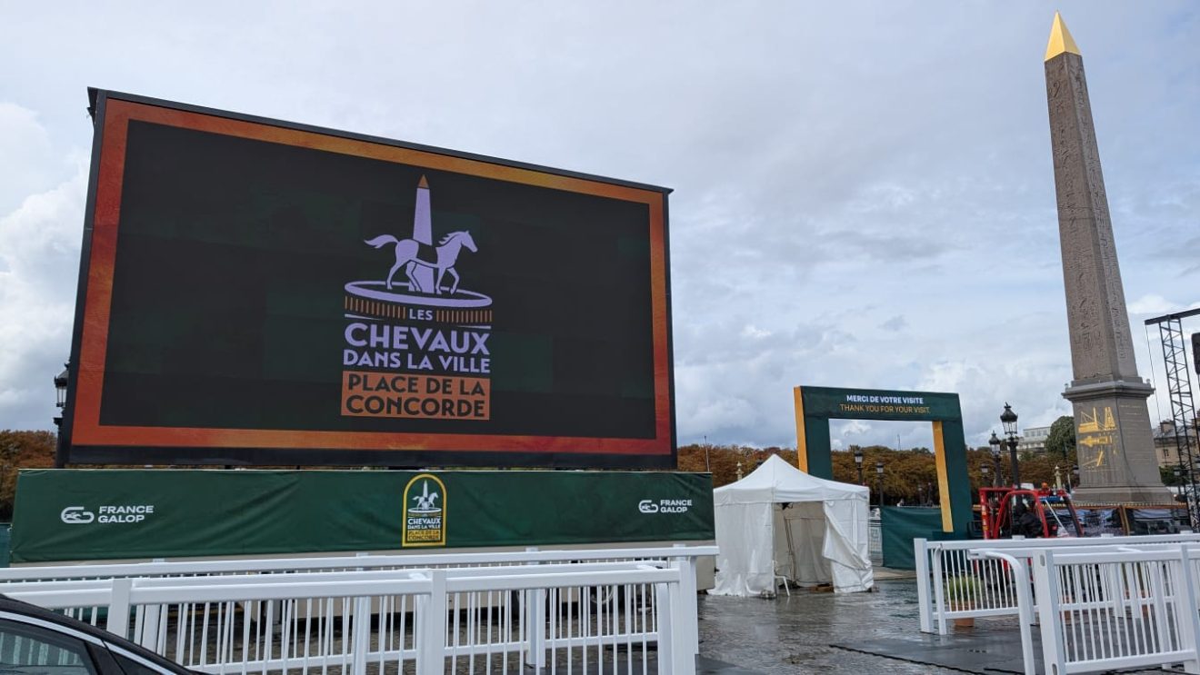 Chevaux dans la ville